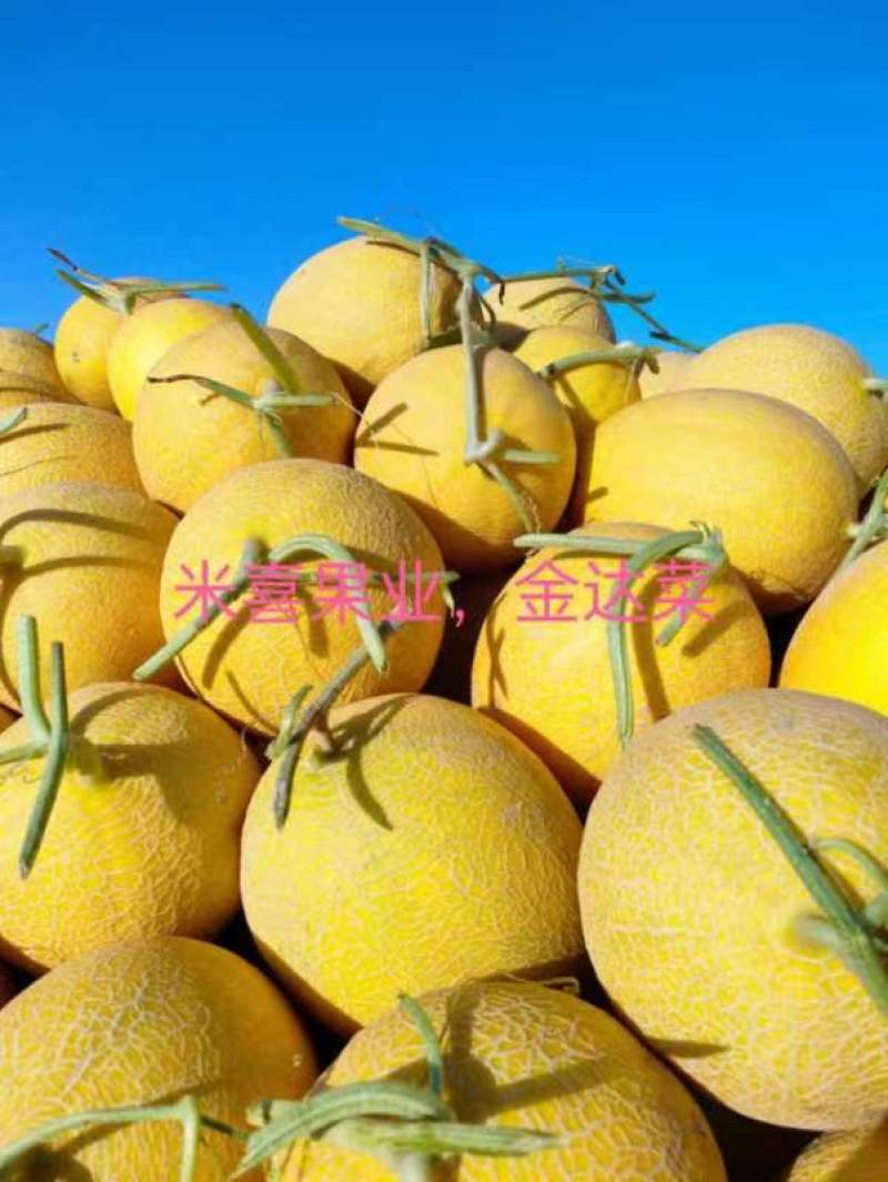 精品海南凤金6号品相好口感甜纹路清晰