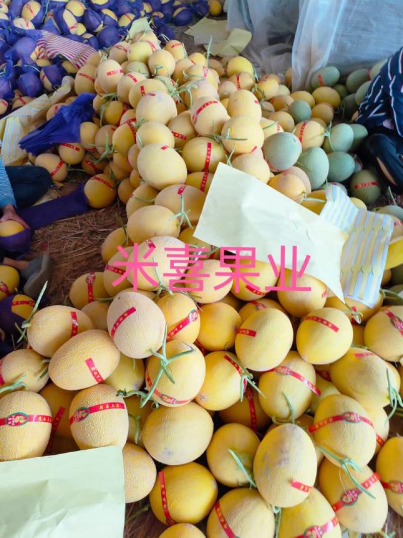 精品海南凤金6号品相好口感甜纹路清晰