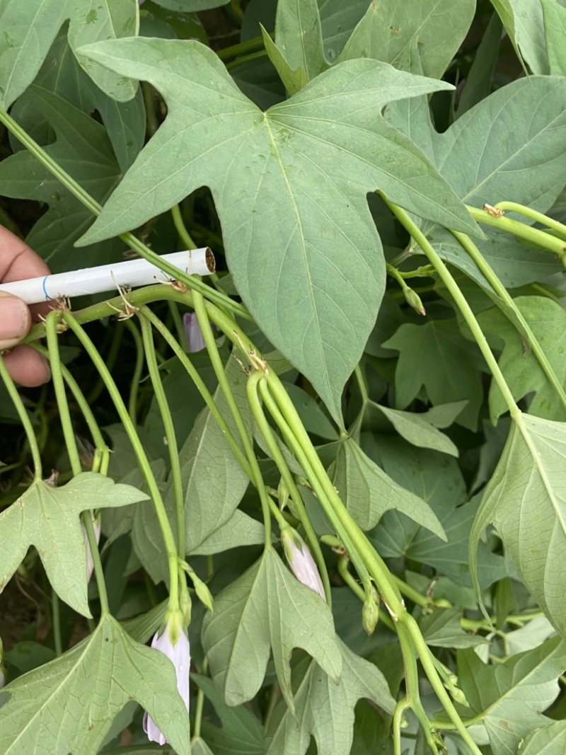 （实力供货）小花叶二代红薯苗紫薯苗大田剪苗