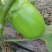 公斤青茄，巨型供棚，油量无籽欢迎来扶沟县曹里乡，紫花公斤