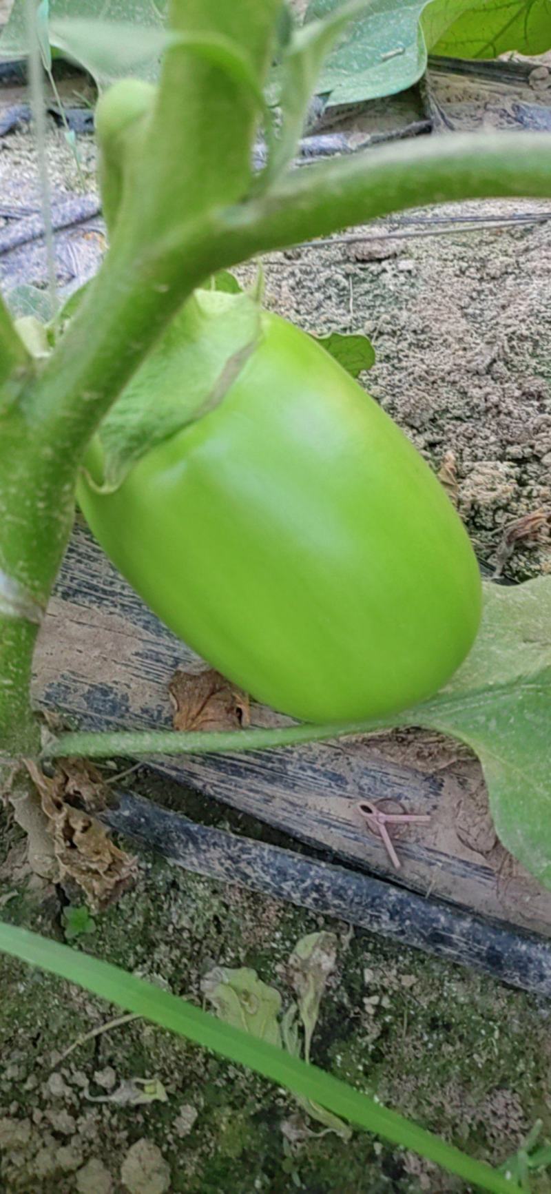 公斤青茄，巨型供棚，油量无籽欢迎来扶沟县曹里乡，紫花公斤