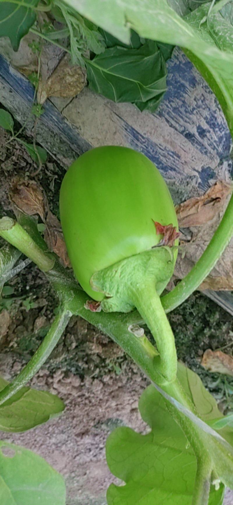 公斤青茄，巨型供棚，油量无籽欢迎来扶沟县曹里乡，紫花公斤