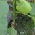 公斤青茄，巨型供棚，油量无籽欢迎来扶沟县曹里乡，紫花公斤