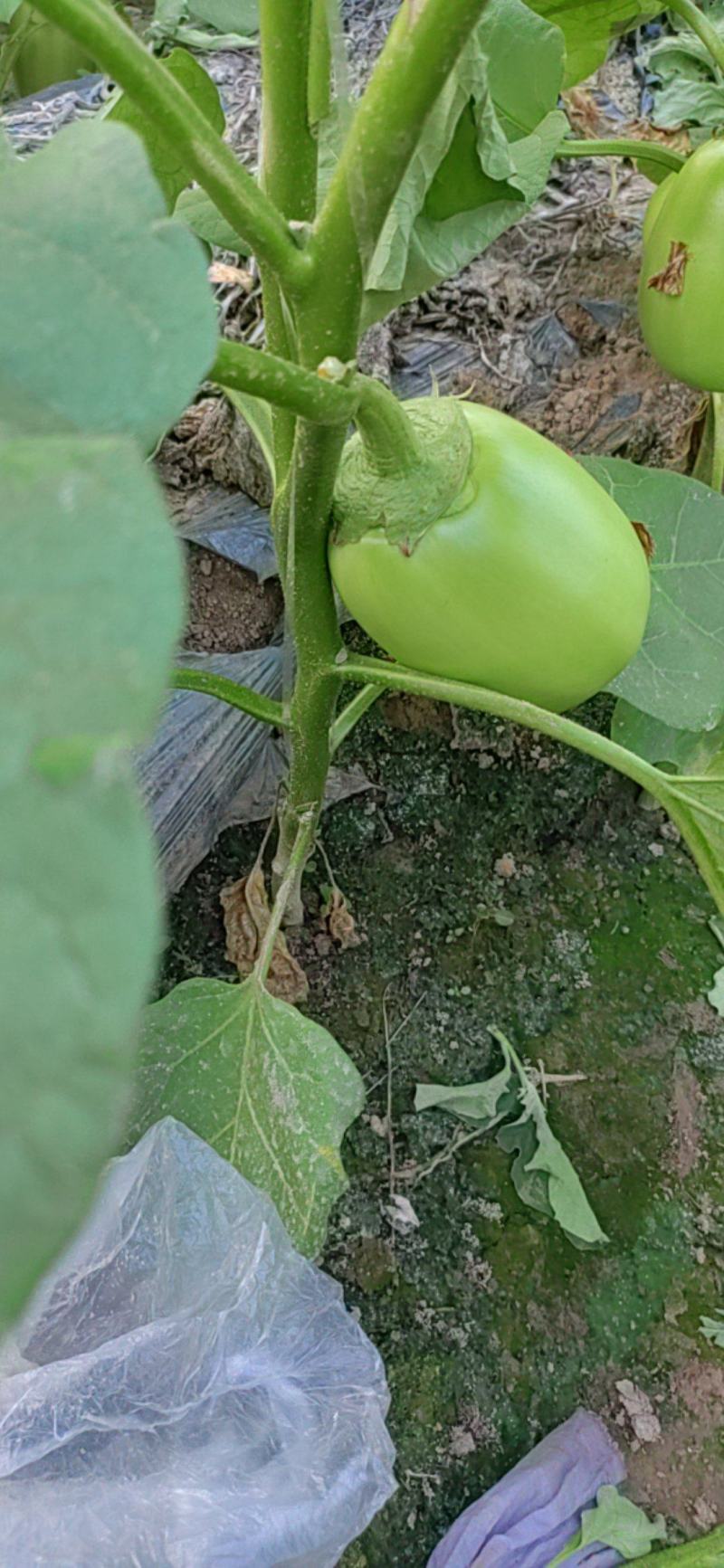 公斤青茄，巨型供棚，油量无籽欢迎来扶沟县曹里乡，紫花公斤