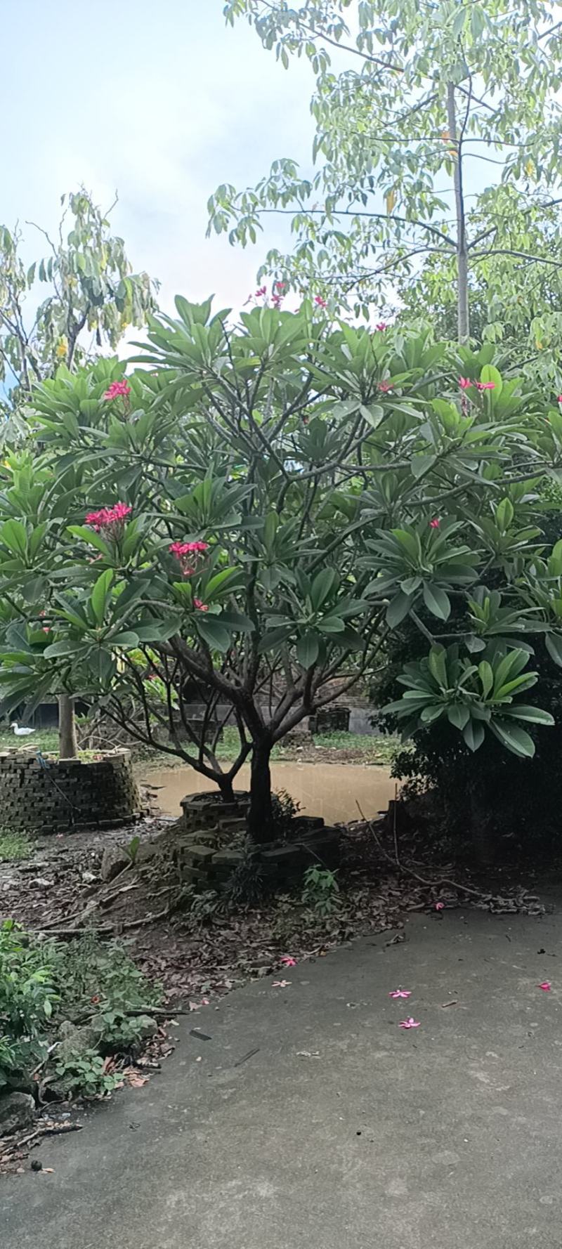 红花鸡蛋花
