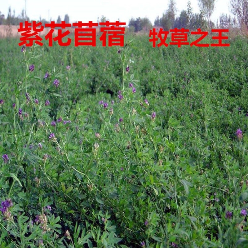 多年生紫花苜蓿种子苜蓿四季高产耐寒耐旱牛羊猪马鸡鸭鹅兔