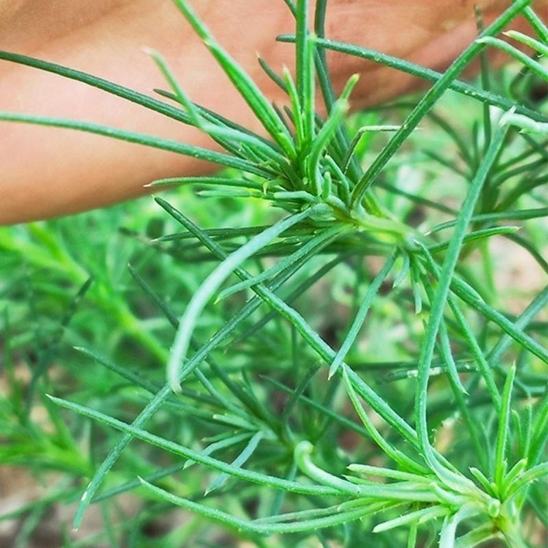 新鲜天然青草猪毛菜扎蓬棵刺蓬猪毛缨猴子毛蓬子菜三叉明棵