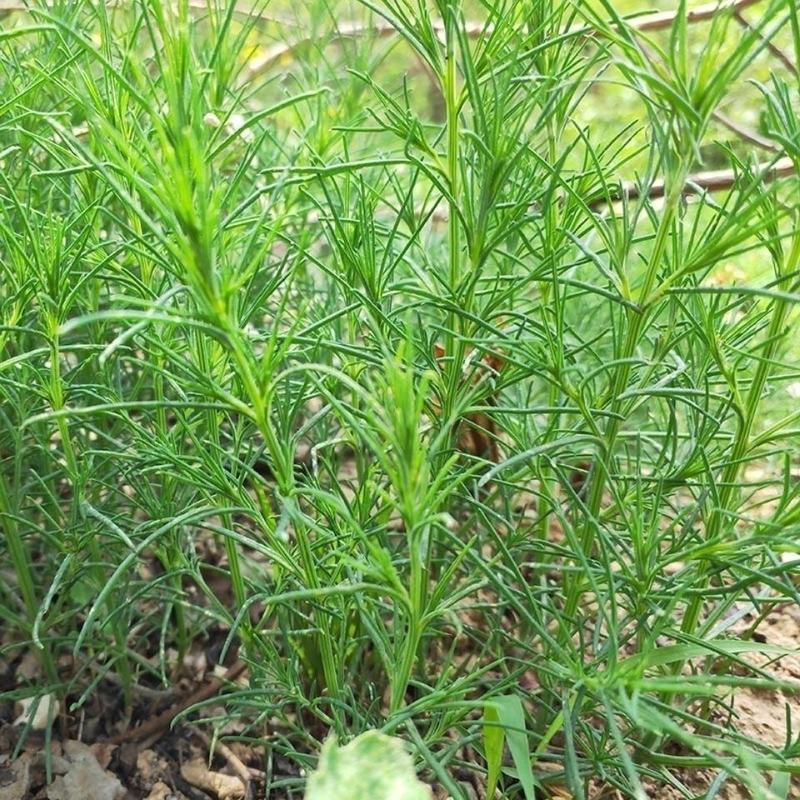 新鲜天然青草猪毛菜扎蓬棵刺蓬猪毛缨猴子毛蓬子菜三叉明棵