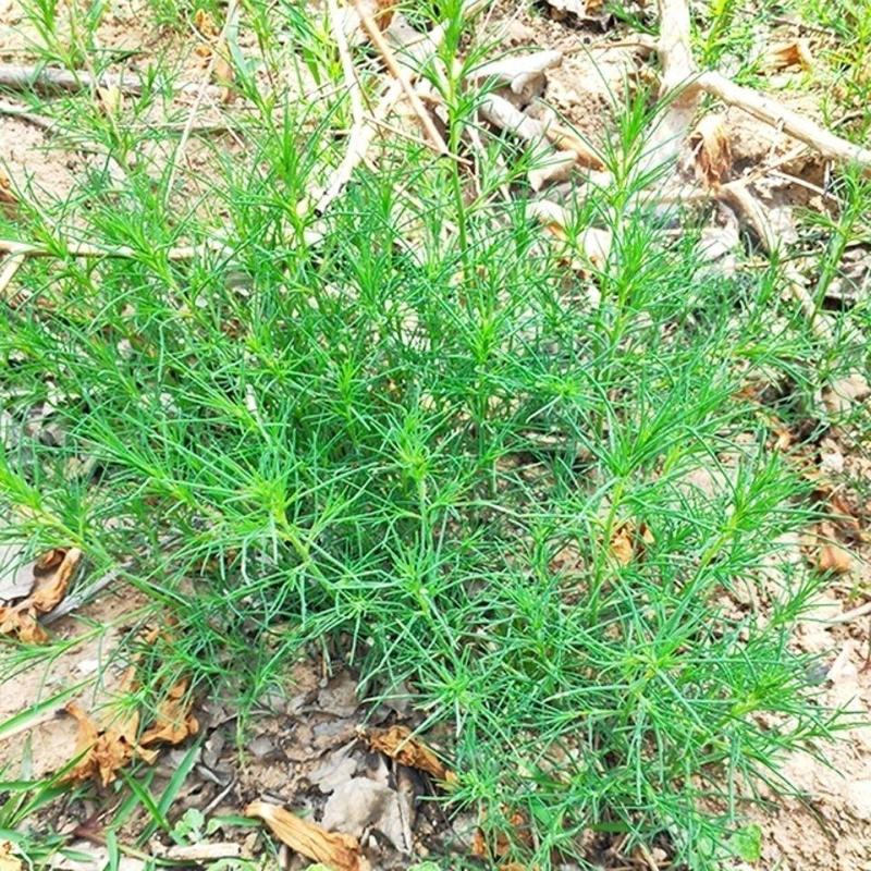 新鲜天然青草猪毛菜扎蓬棵刺蓬猪毛缨猴子毛蓬子菜三叉明棵