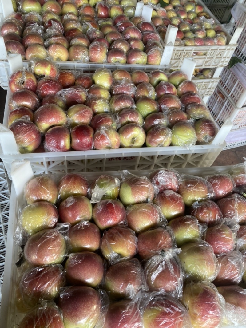 河北辛集产地美八苹果大量上市三两半以上