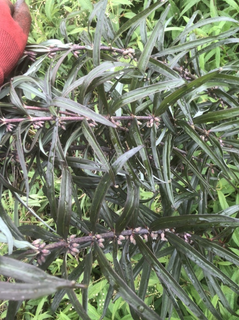 有籽有苗需要联系