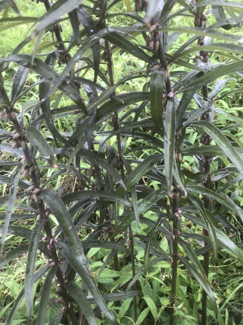 有籽有苗需要联系