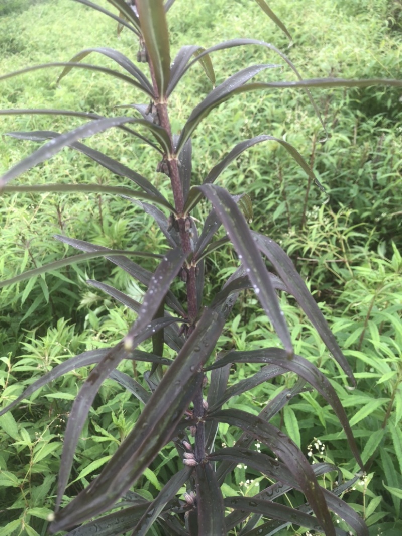 有籽有苗需要联系
