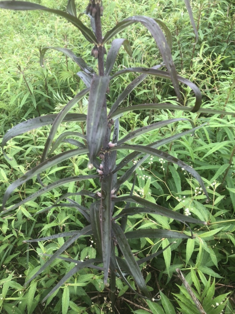 有籽有苗需要联系