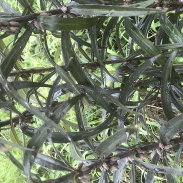 有籽有苗需要联系