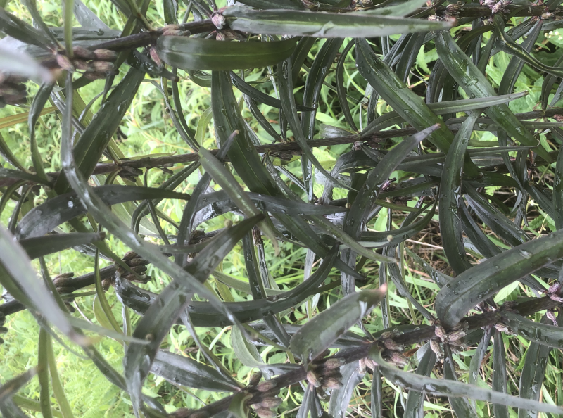 有籽有苗需要联系