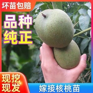 核桃树苗嫁接果树苗薄皮纸皮8518核桃苗南方北方种植包邮