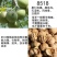 核桃树苗嫁接果树苗薄皮纸皮8518核桃苗南方北方种植包邮