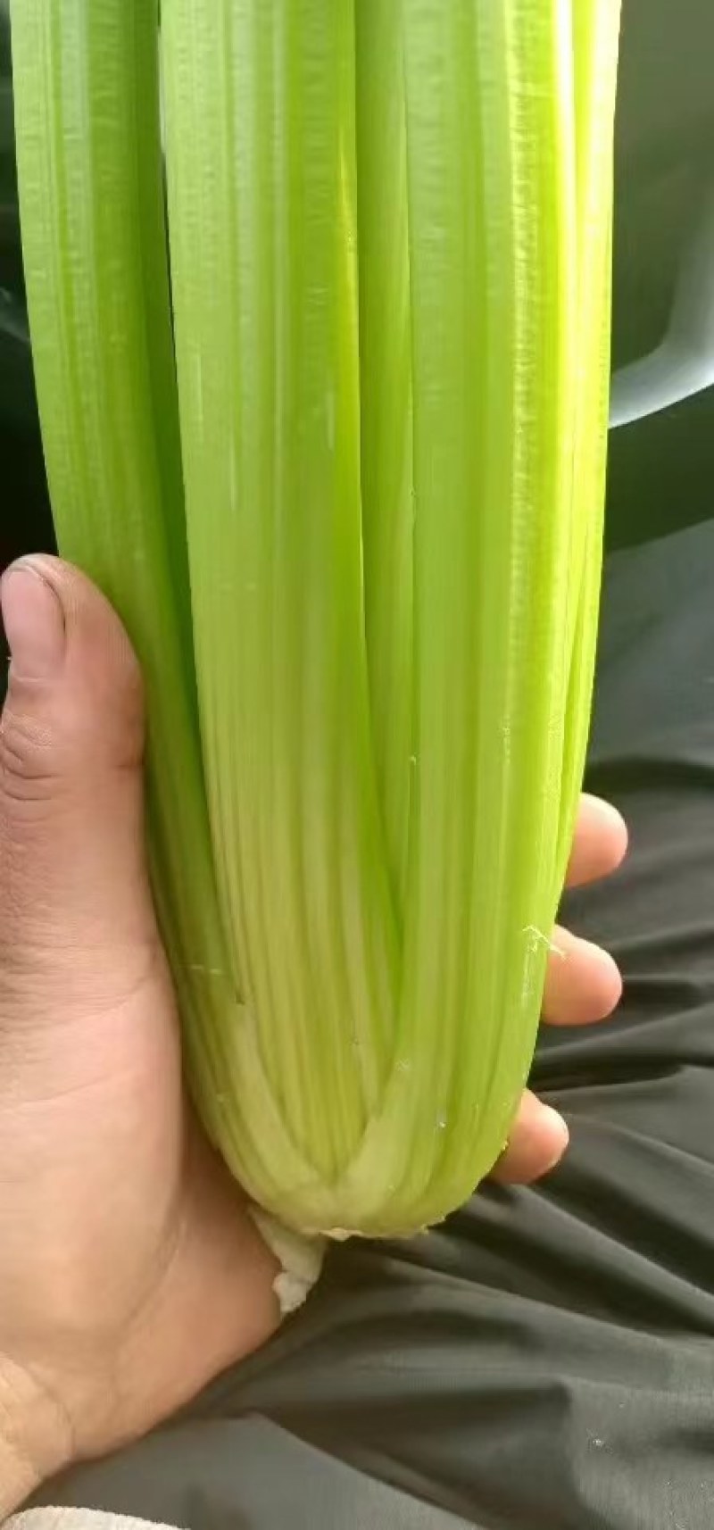 山东菏泽暖棚西芹大量上市，质量保证，全国各地代收代发