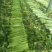 山东菏泽暖棚西芹大量上市，质量保证，全国各地代收代发
