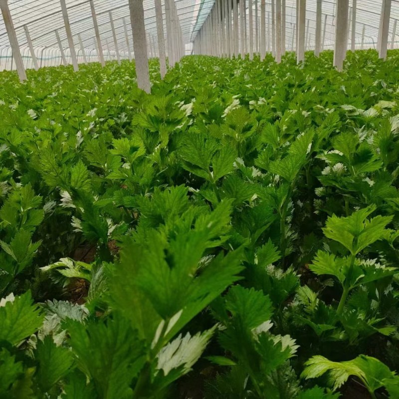 山东菏泽暖棚西芹大量上市，质量保证，全国各地代收代发