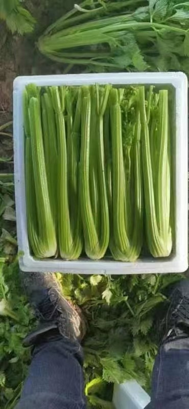 山东菏泽暖棚西芹大量上市，质量保证，全国各地代收代发