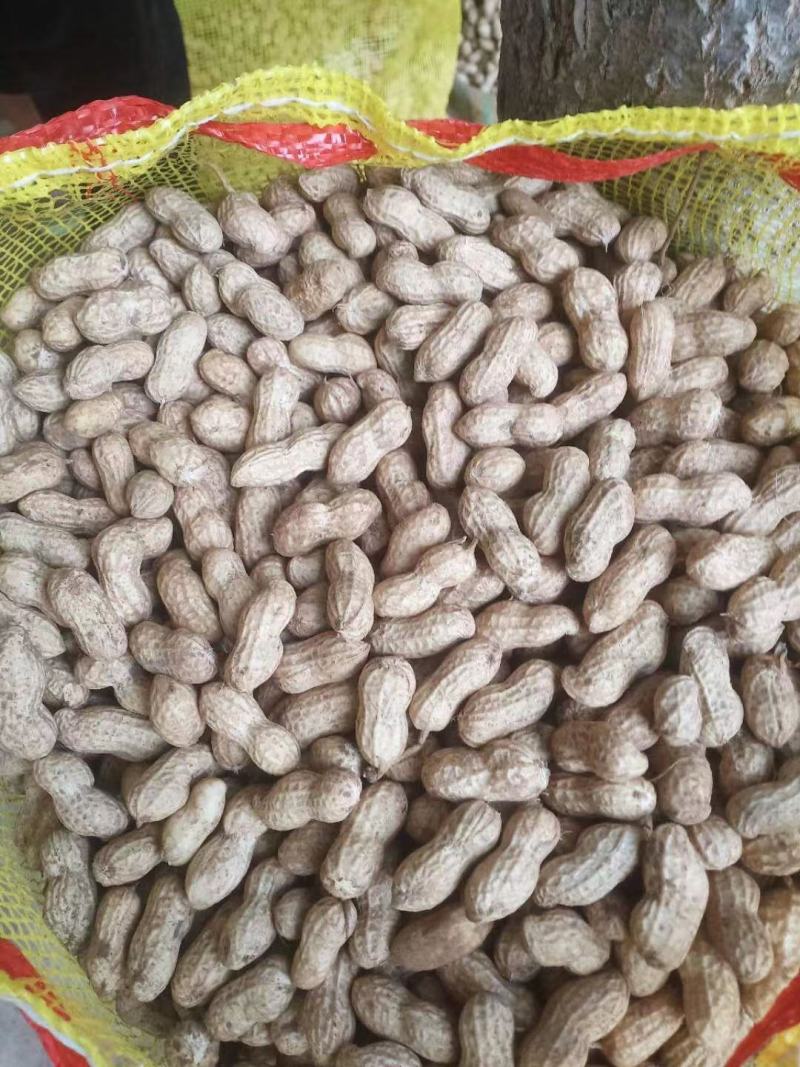 鲁花8商花5白沙鲜花生大量上市人工手捡颗粒饱满