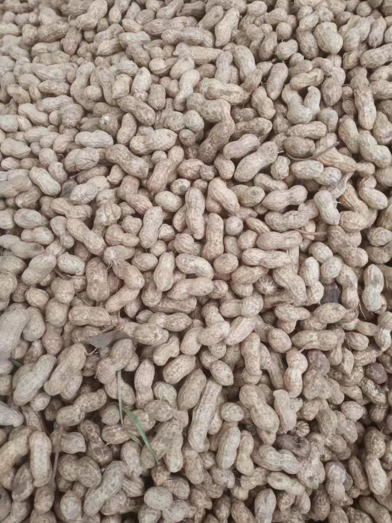 鲁花8商花5白沙鲜花生大量上市人工手捡颗粒饱满