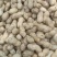 鲁花8商花5白沙鲜花生大量上市人工手捡颗粒饱满