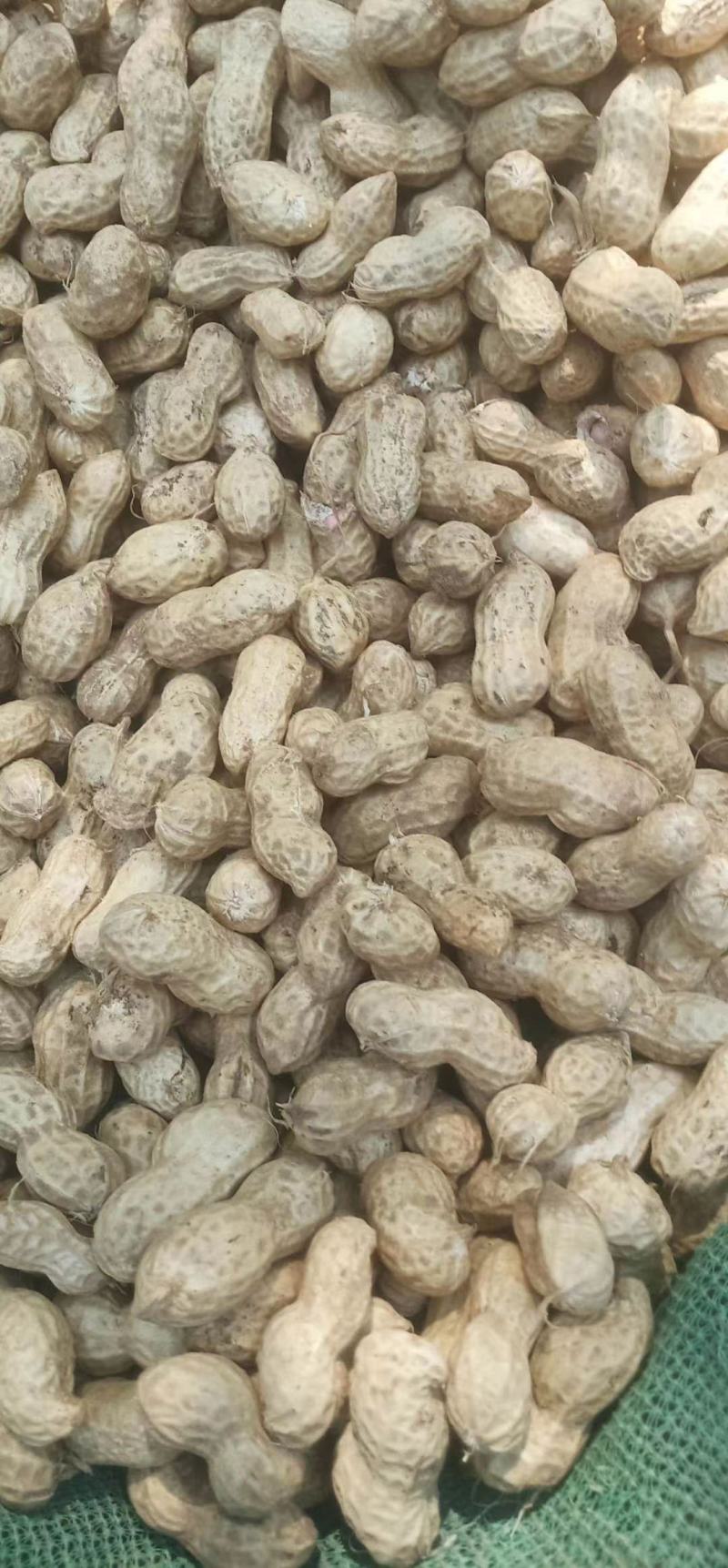 鲁花8商花5白沙鲜花生大量上市人工手捡颗粒饱满