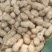 鲁花8商花5白沙鲜花生大量上市人工手捡颗粒饱满