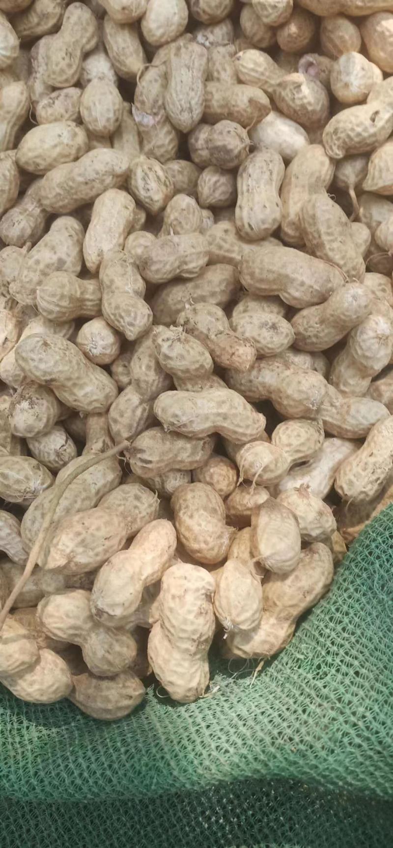 鲁花8商花5白沙鲜花生大量上市人工手捡颗粒饱满