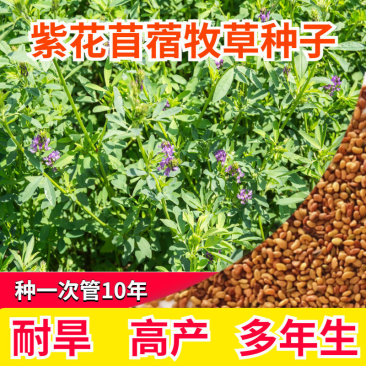紫花苜蓿种子多年生四季南北方牧草籽芽苗菜绿化蜜源绿肥草木