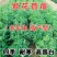 紫花苜蓿种子多年生四季南北方牧草籽芽苗菜绿化蜜源绿肥草木