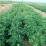 紫花苜蓿种子多年生四季南北方牧草籽芽苗菜绿化蜜源绿肥草木