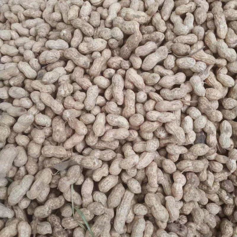 鲁花8商花5白沙鲜花生大量上市人工手捡颗粒饱满