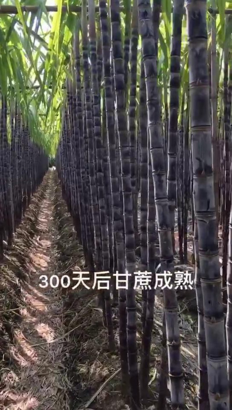 白糖，红糖，冰糖，老冰糖，黄冰糖，糖厂直销