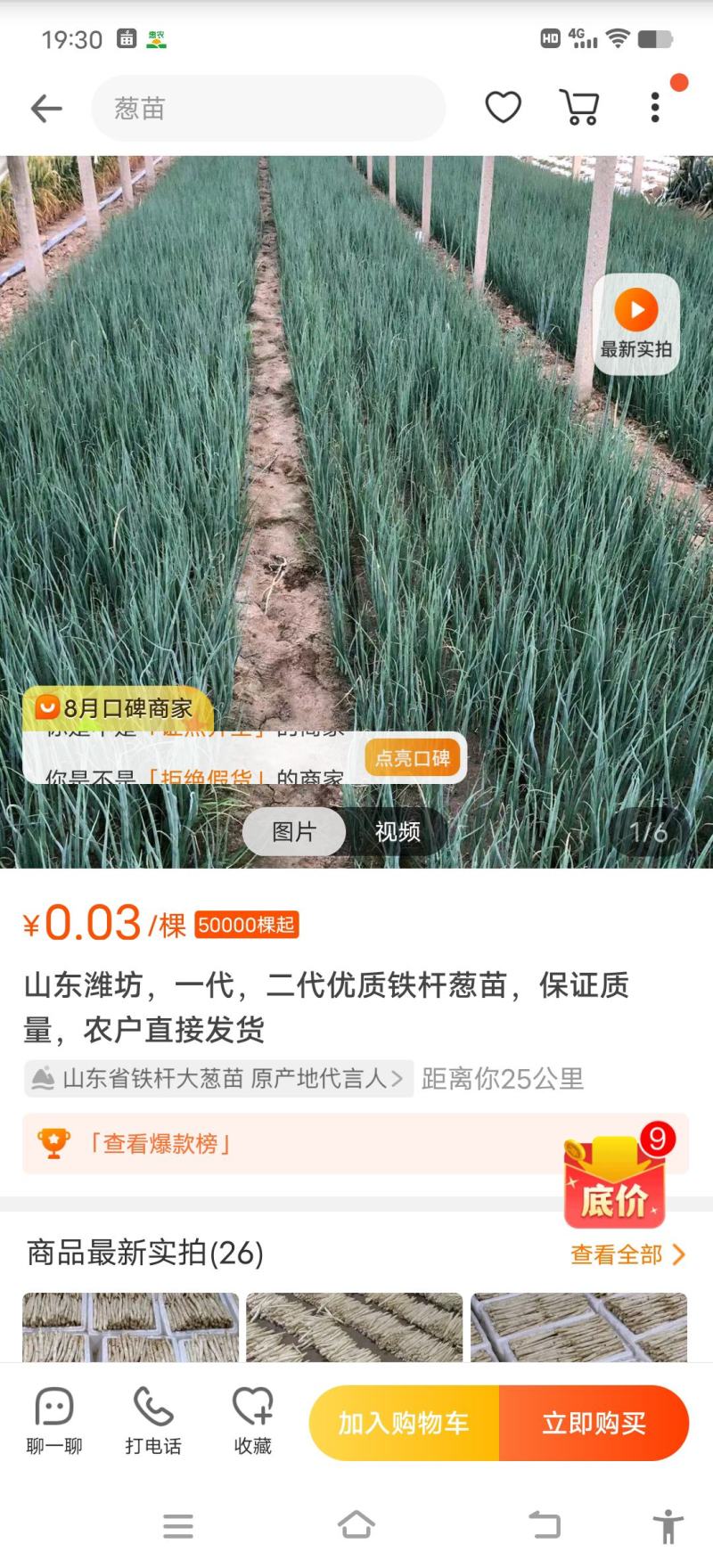 1葱苗，山东葱苗，铁杆大葱葱苗，钢葱苗，保证质量。