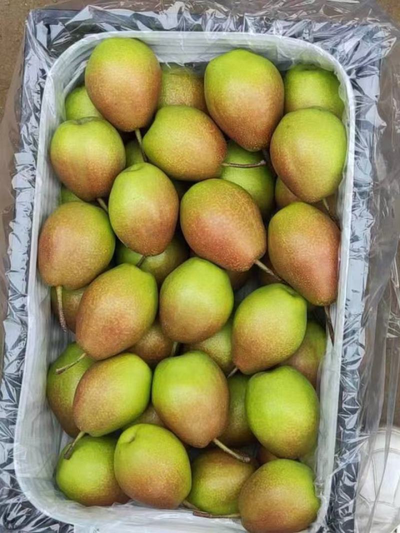 香梨