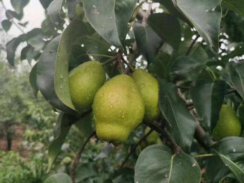 香梨