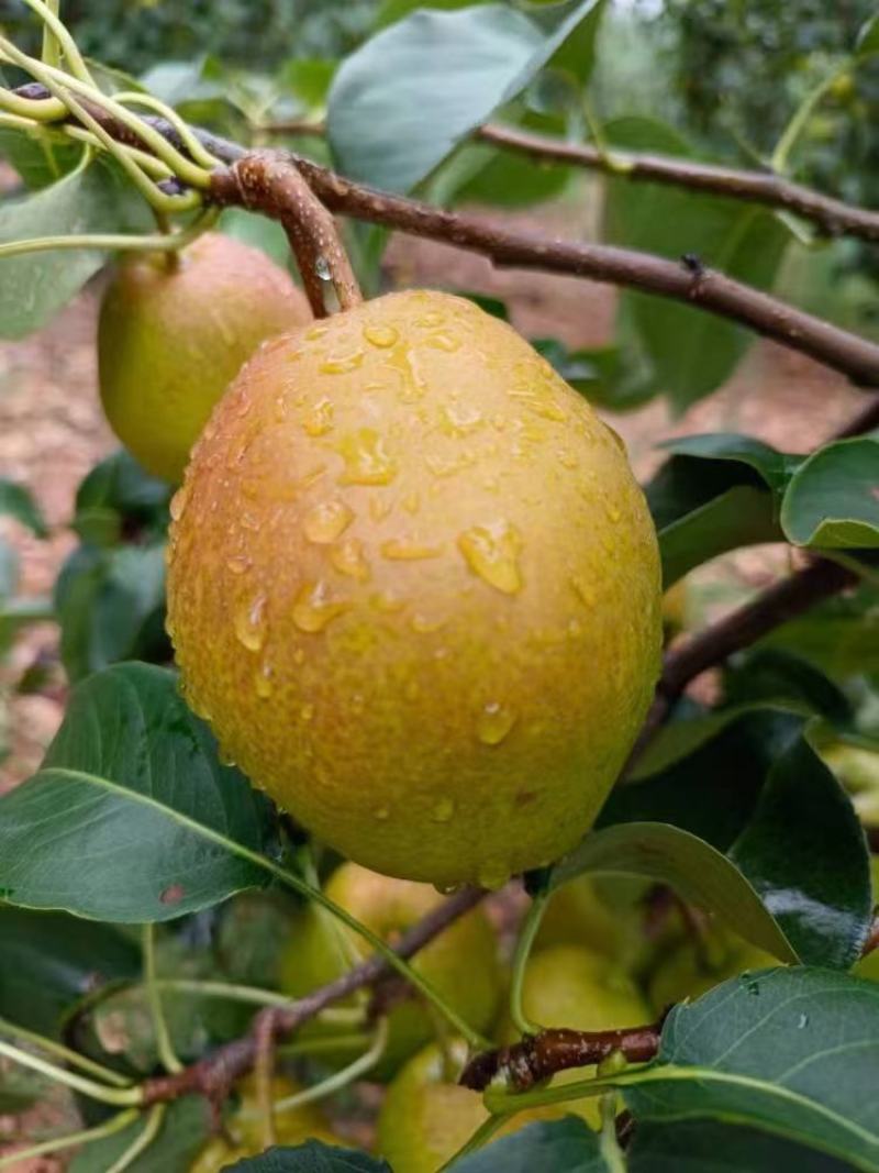 香梨