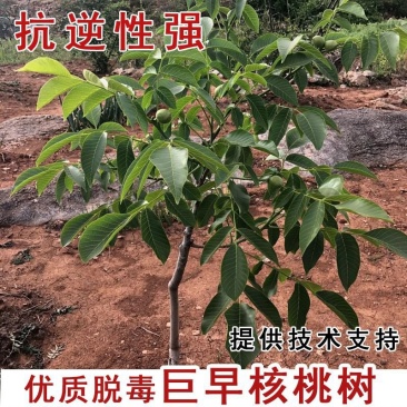 核桃树苗嫁接果树苗香玲核桃新疆薄皮核桃苗耐寒南方北方种植