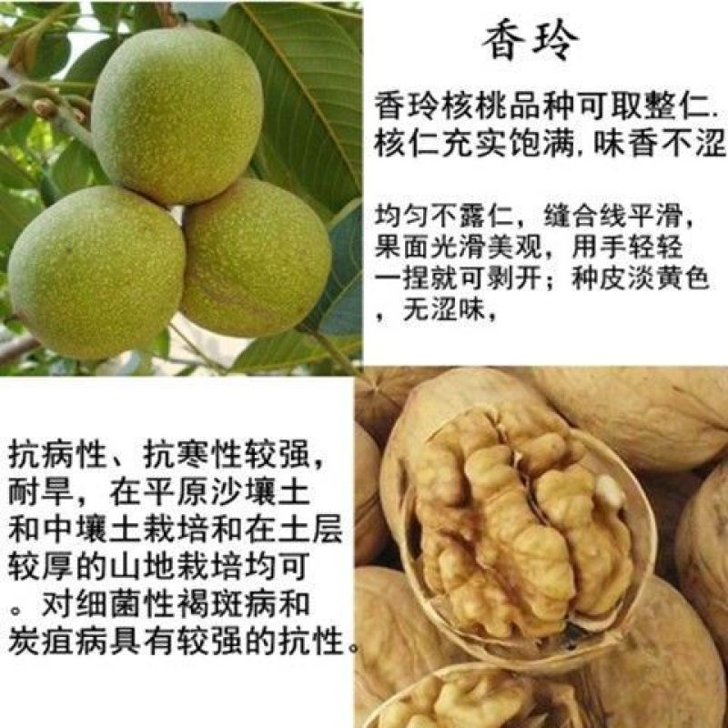 核桃树苗嫁接果树苗香玲核桃新疆薄皮核桃苗耐寒南方北方种植