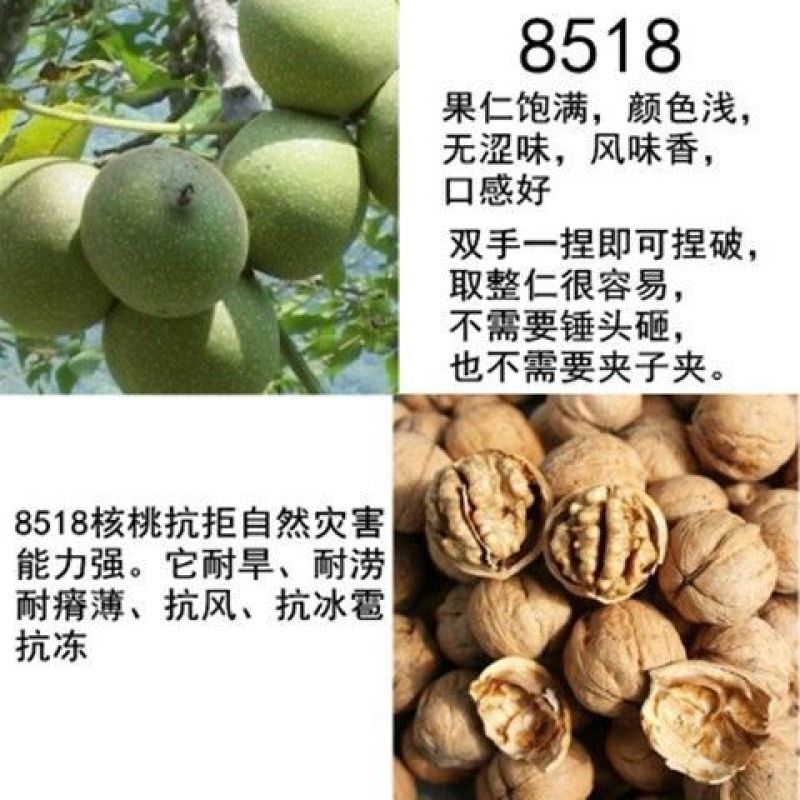 核桃树苗嫁接果树苗香玲核桃新疆薄皮核桃苗耐寒南方北方种植