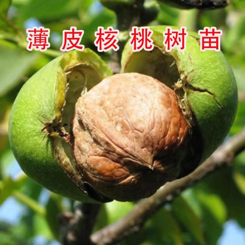 核桃树苗嫁接果树苗香玲核桃新疆薄皮核桃苗耐寒南方北方种植