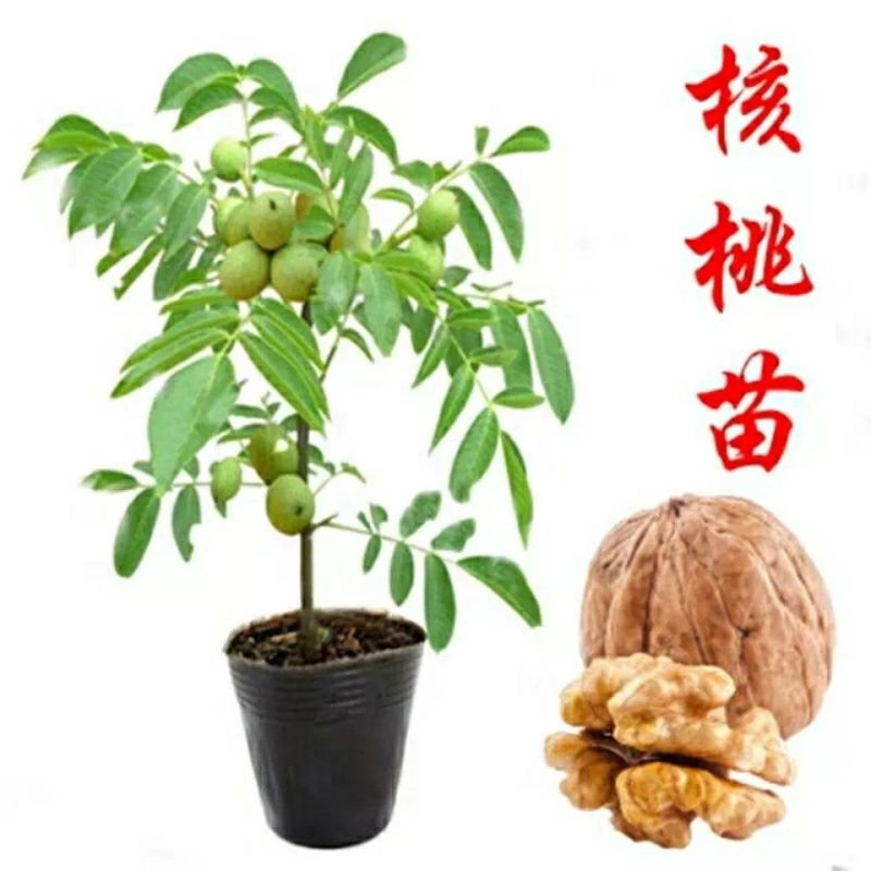 核桃树苗嫁接果树苗香玲核桃新疆薄皮核桃苗耐寒南方北方种植