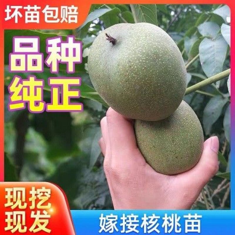核桃树苗嫁接果树苗香玲核桃新疆薄皮核桃苗耐寒南方北方种植