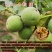 核桃树苗嫁接果树苗香玲核桃新疆薄皮核桃苗耐寒南方北方种植