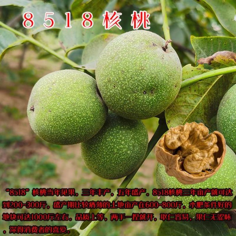 核桃树苗嫁接果树苗香玲核桃新疆薄皮核桃苗耐寒南方北方种植