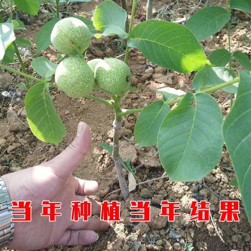 核桃树苗嫁接果树苗香玲核桃新疆薄皮核桃苗耐寒南方北方种植